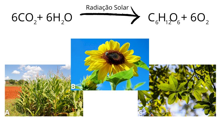 Fórmula da Fotossíntese: transformação do gás carbônico (CO2) e da água (H2O) em glicose (C6H12O6) e gás oxigênio (O2). Abaixo imagens: plantação de milho, girassol, árvore e folhas.